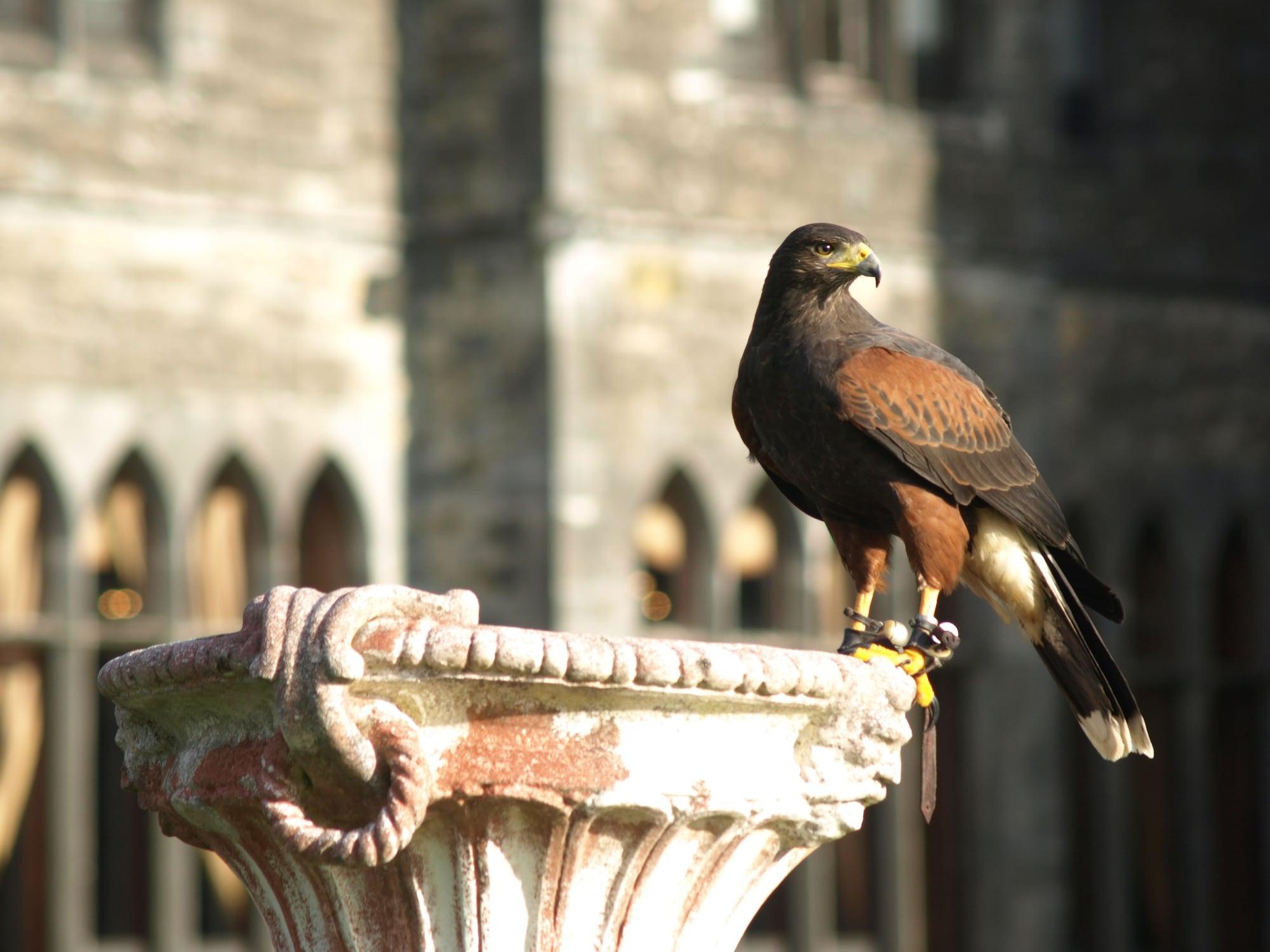 Ashford Castle Hotel Cong ภายนอก รูปภาพ